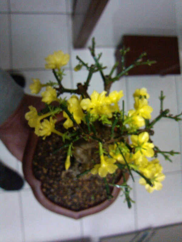 IMG20130301201105.jpg