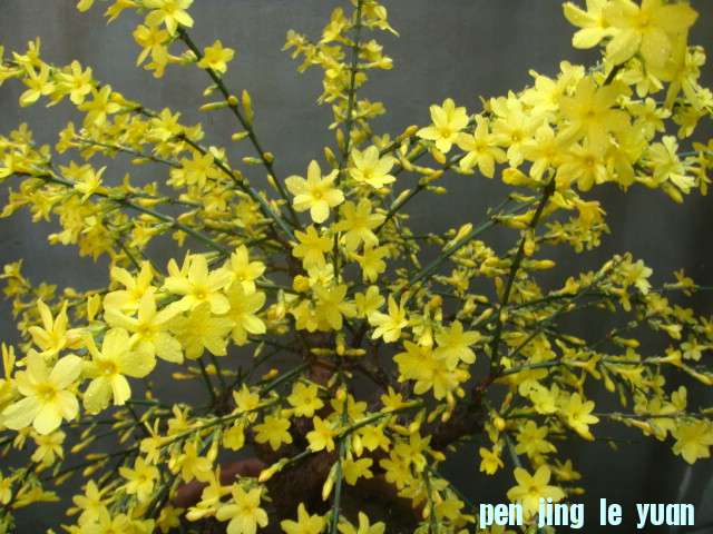DSC02535.JPG