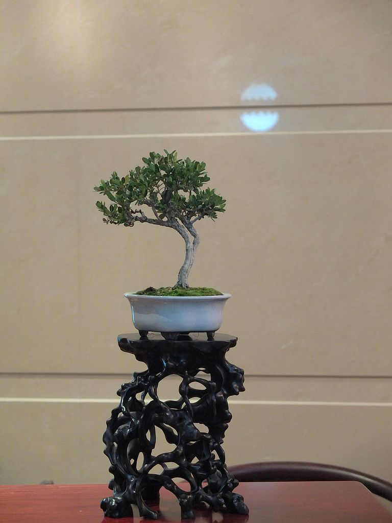 DSCF1195.jpg