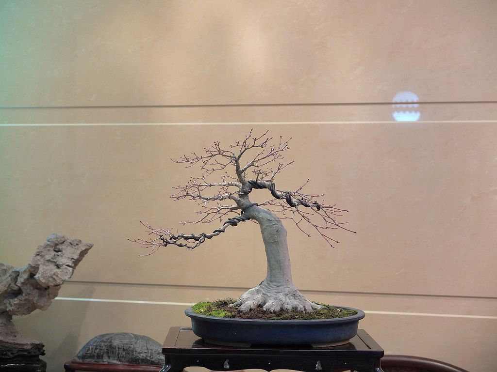 DSCF1272.jpg