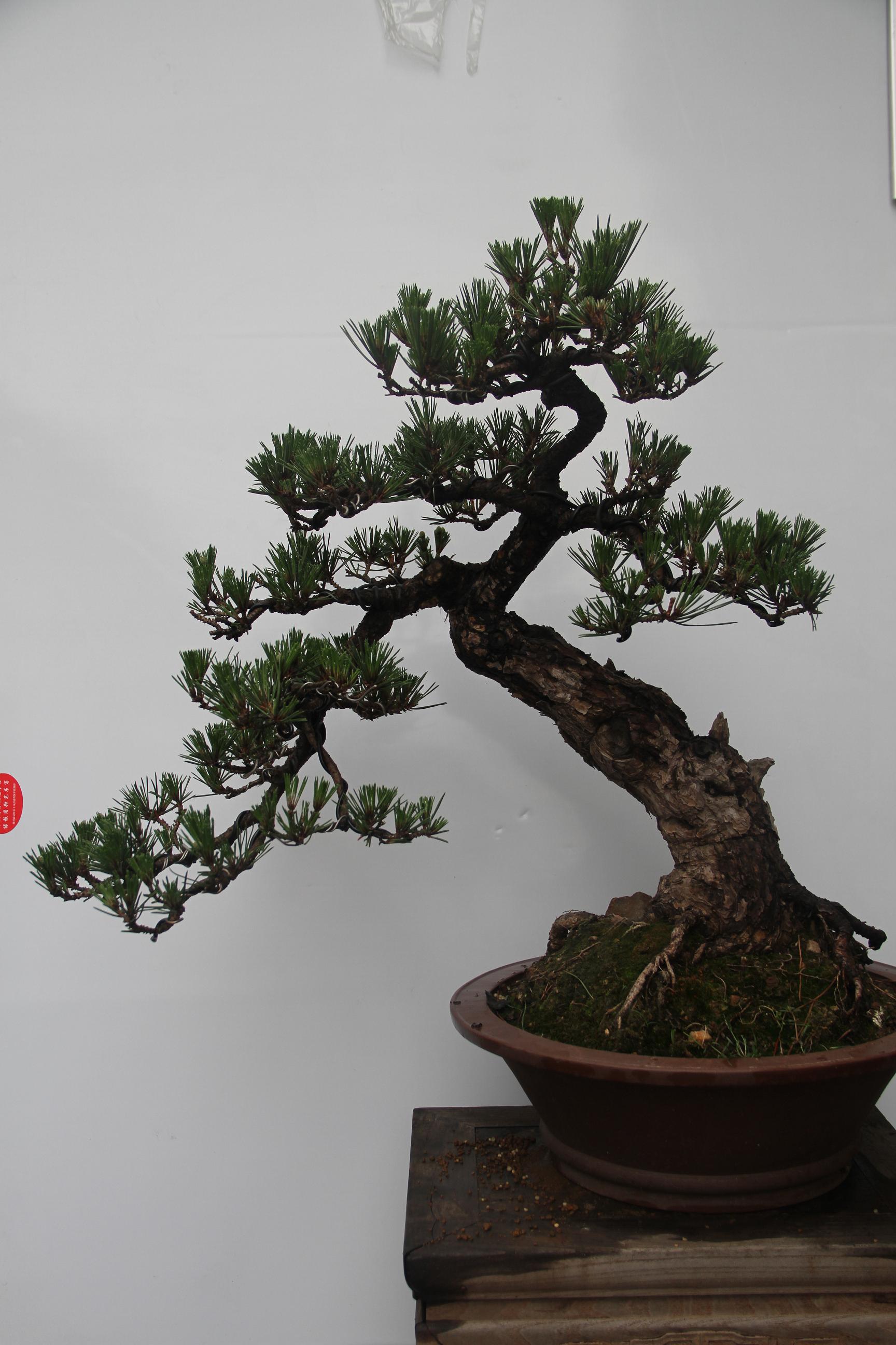 ˳ëĺ2012.5.24 001.jpg