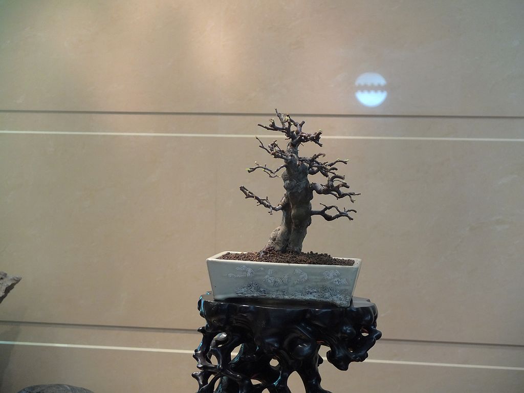 DSCF1353.jpg