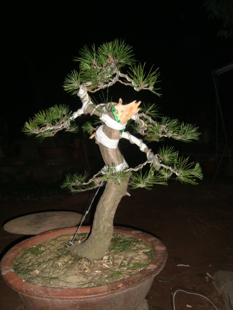 DSC06700.jpg