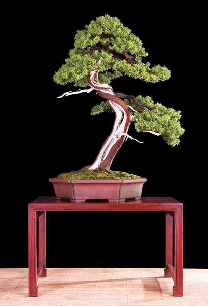 kevin_willson_bonsai_0_4.jpg
