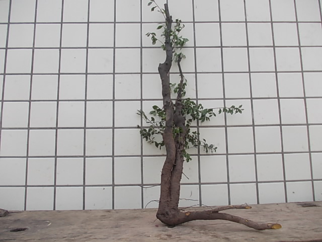 DSCN3263.JPG