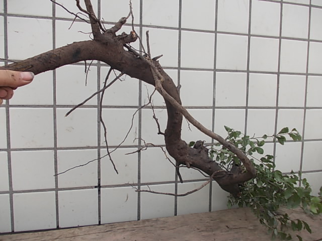 DSCN3267.JPG