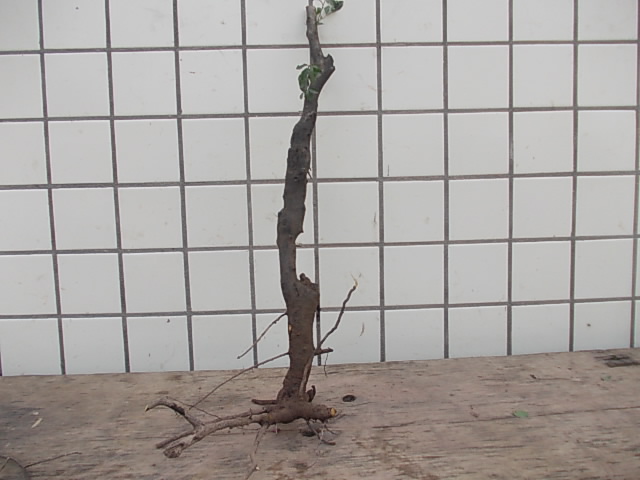 DSCN3272.JPG