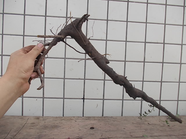 DSCN3273.JPG