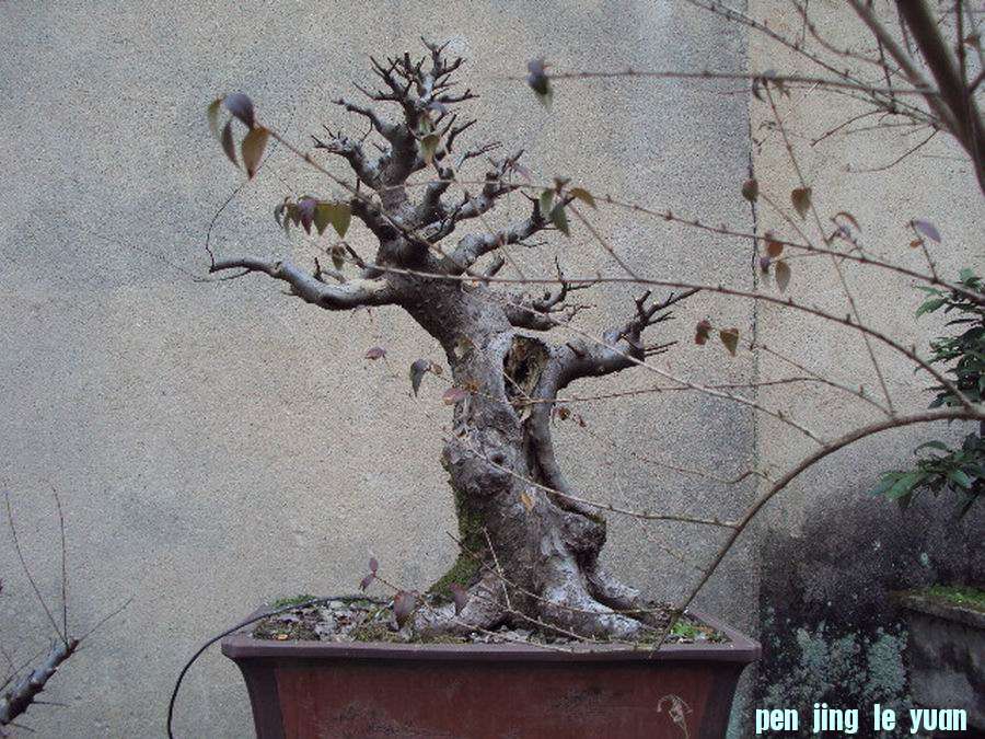 DSC02992.JPG