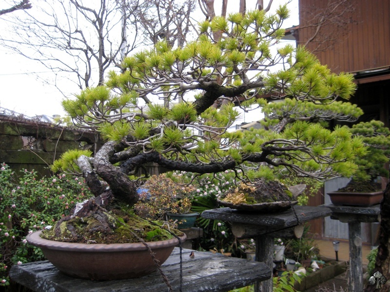 tojuen_in_omiya_bonsai_village_20111228_1078513073.jpg