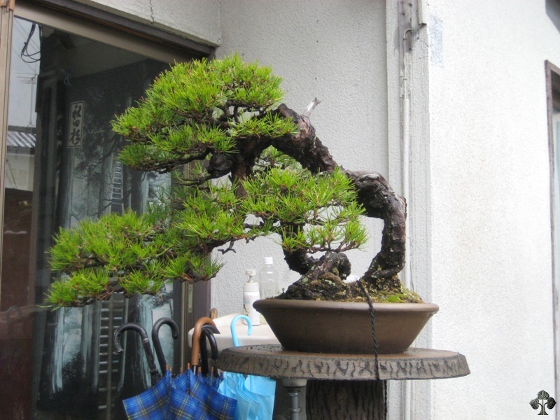 tojuen_in_omiya_bonsai_village_20111228_1617721523.jpg