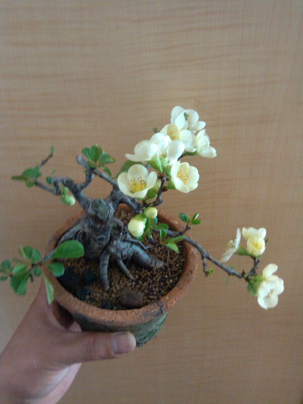 IMG20130309134202.jpg