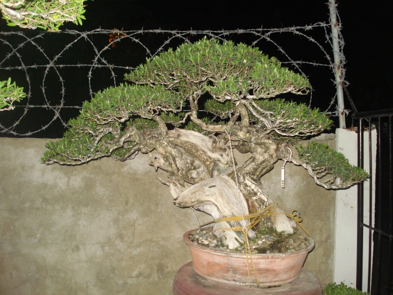 dsc02011.jpg