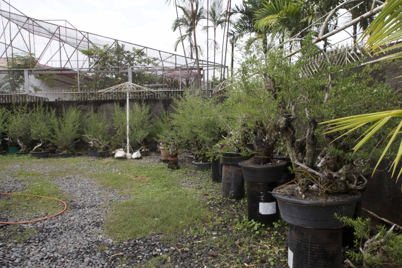 garden11.jpg