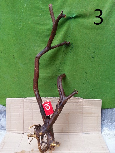 20130309_155032.jpg