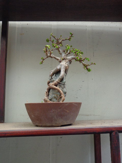DSC00185.JPG