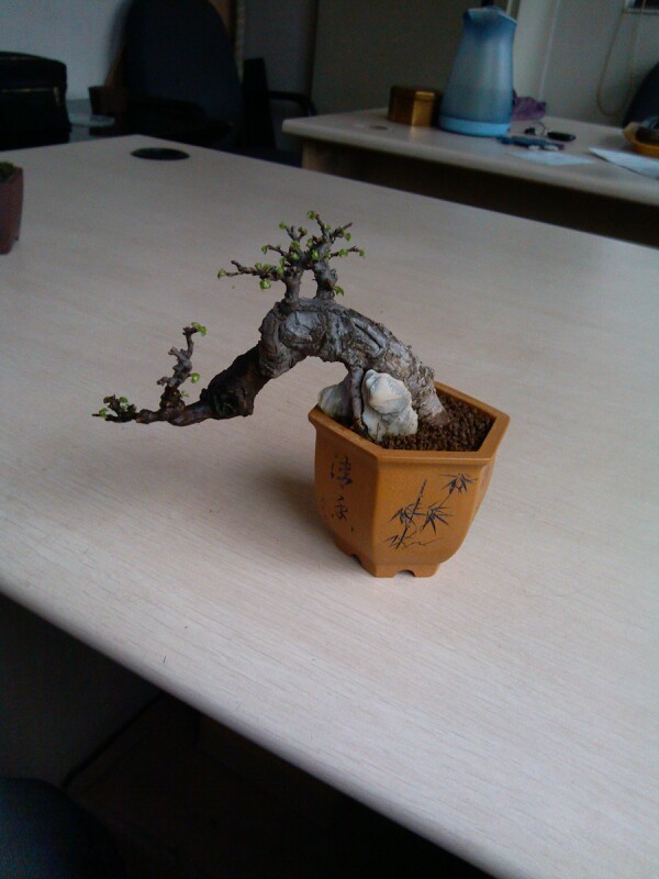 IMG20130311085405.jpg