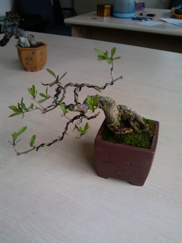 IMG20130311085421.jpg