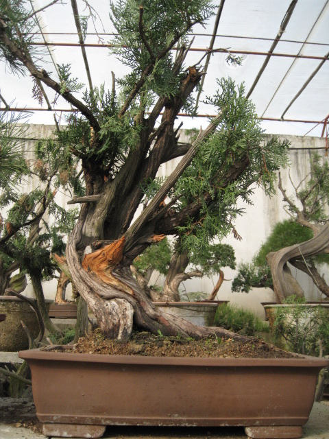 IMG_7355.JPG