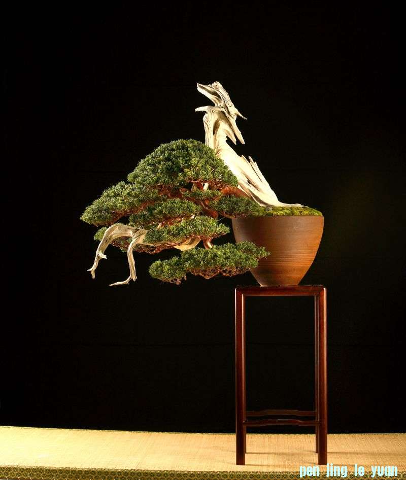 itoigawa_juniper_140510.jpg