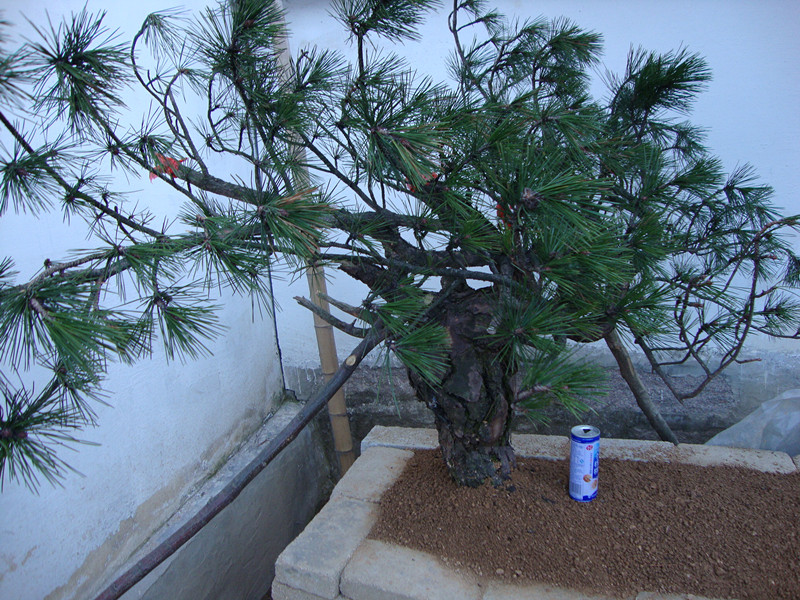 DSC00981_.jpg