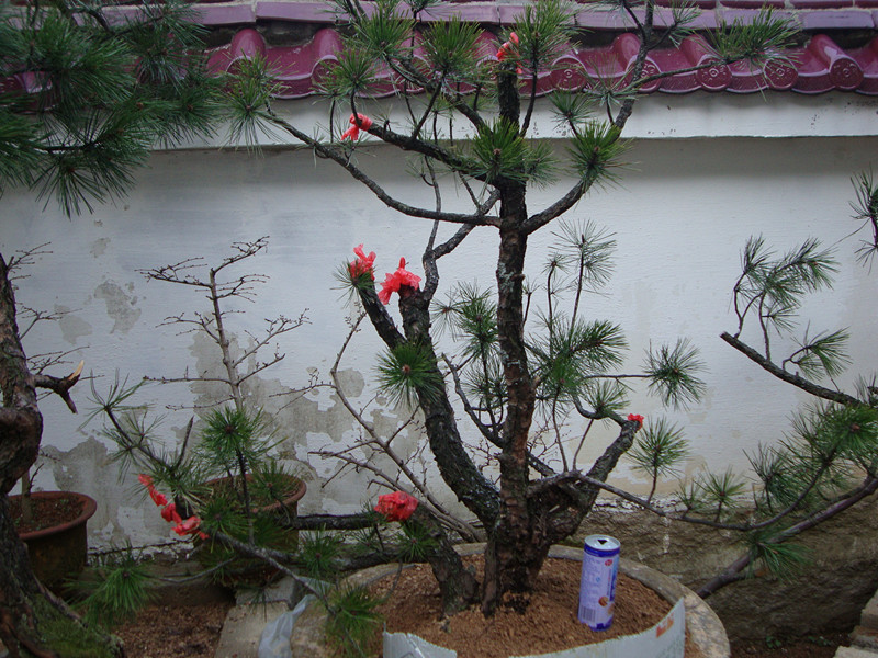 DSC00983_.jpg