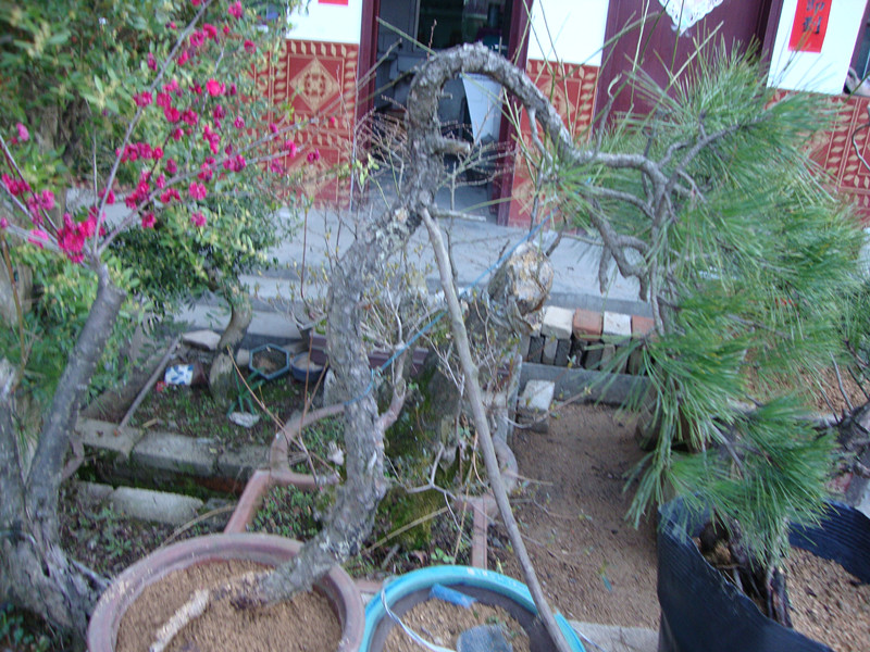 DSC00985_.jpg