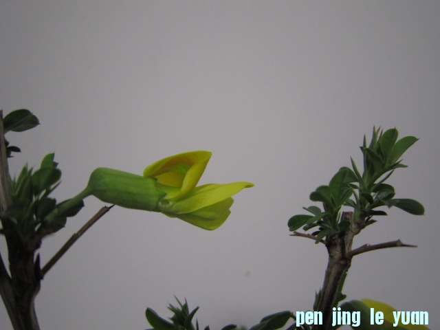IMG_0184.JPG