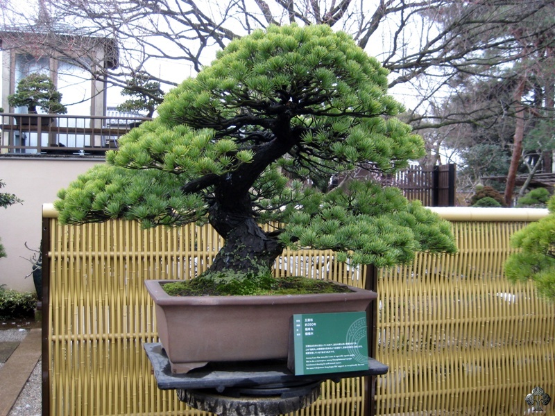 seikoen_in_omiya_bonsai_village_20111228_1363458528.jpg