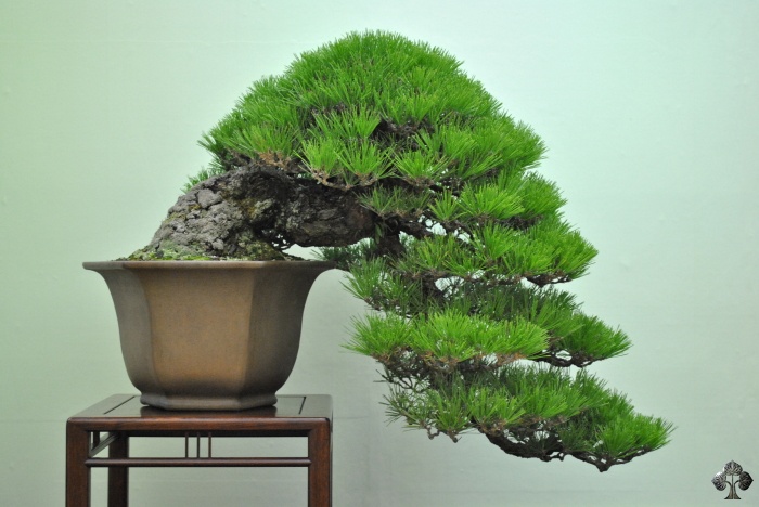 taikan-ten_bonsai_2011_20111228_1926901000.jpg