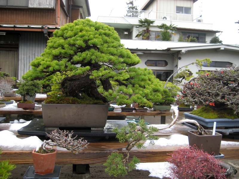 tojuen_in_omiya_bonsai_village_20111228_1785559697.jpg