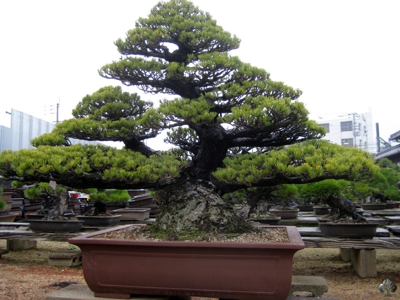 youseien_in_kinashi_20111228_1578009121.jpg