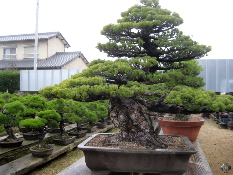 youseien_in_kinashi_20111228_1621644583.jpg