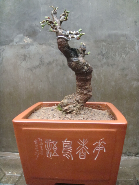 DSC02549.JPG