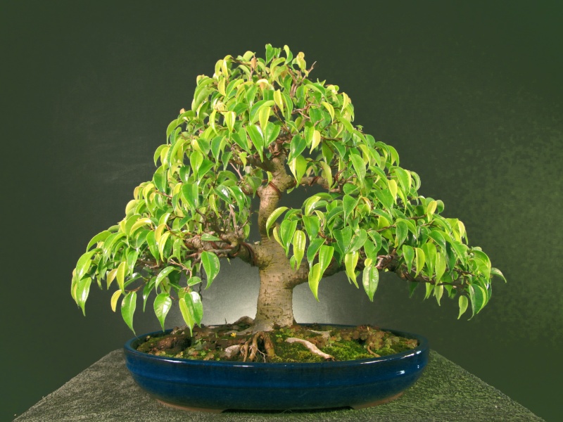 ficus_11.jpg
