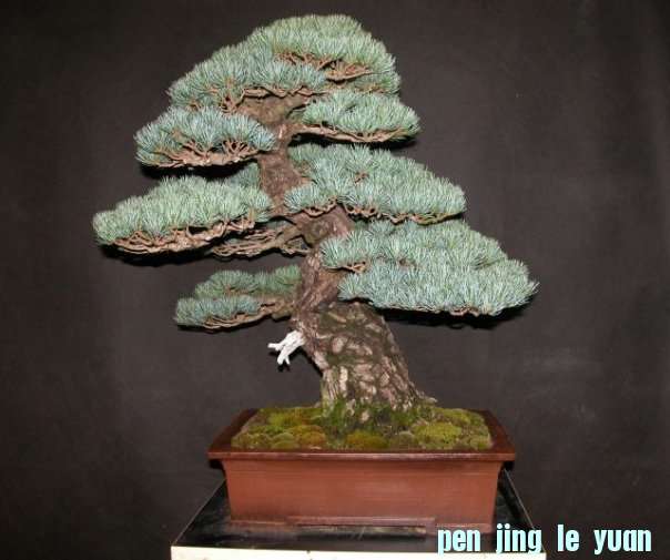 Pinus-Parviflora.jpg