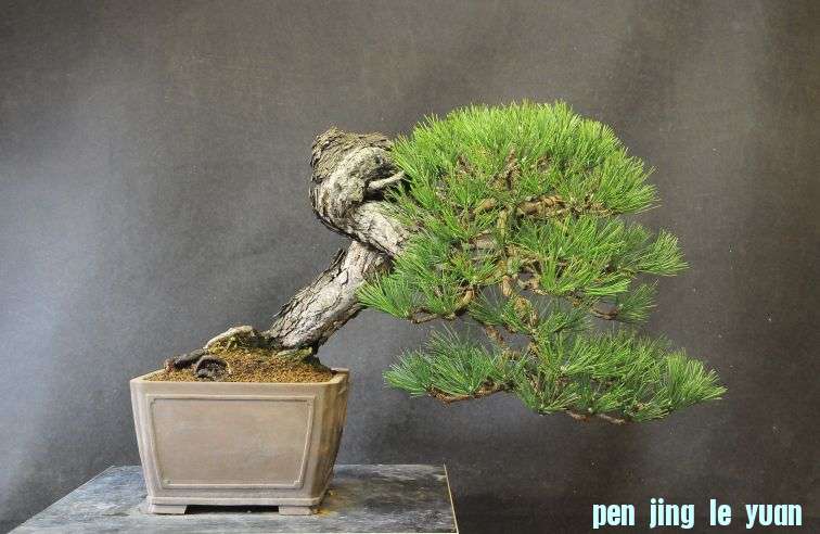 Pine_1111.jpg