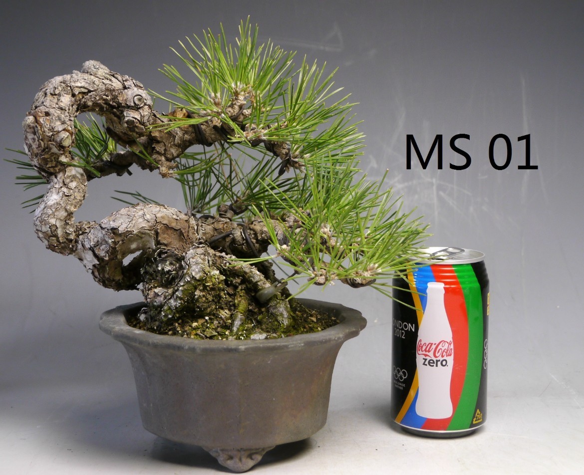 MS01.jpg