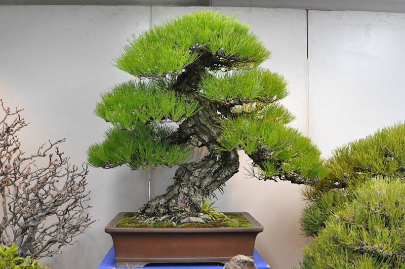 DSC0394-L.jpg