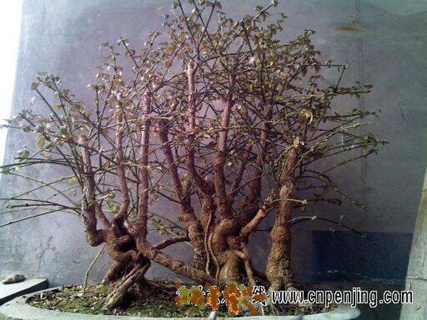 234700l6lx03p03wwytl06[1].jpg