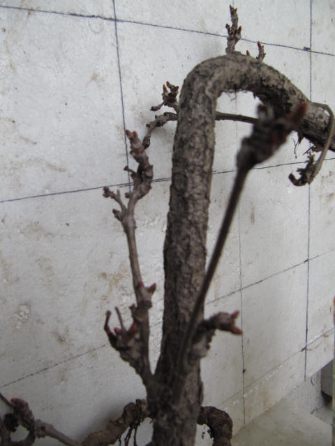 ǽ (2).JPG