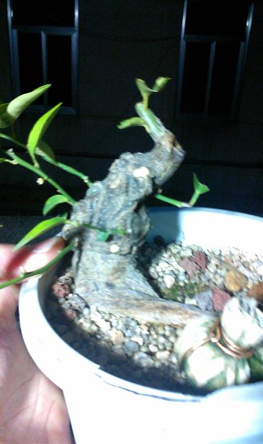 IMG0312211600.jpg