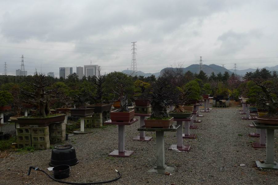 P1070026.jpg