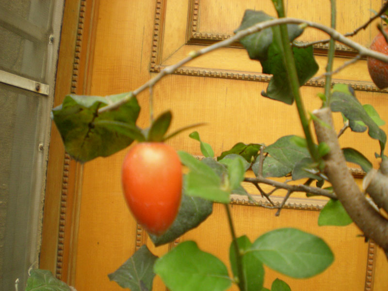 DSCN2153.JPG