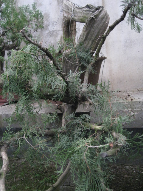 IMG_7375.JPG