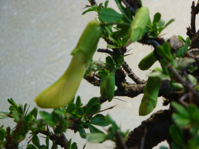 DSC02446.JPG
