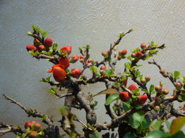 DSC02454.JPG
