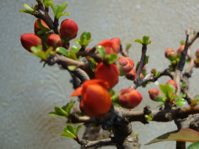 DSC02455.JPG