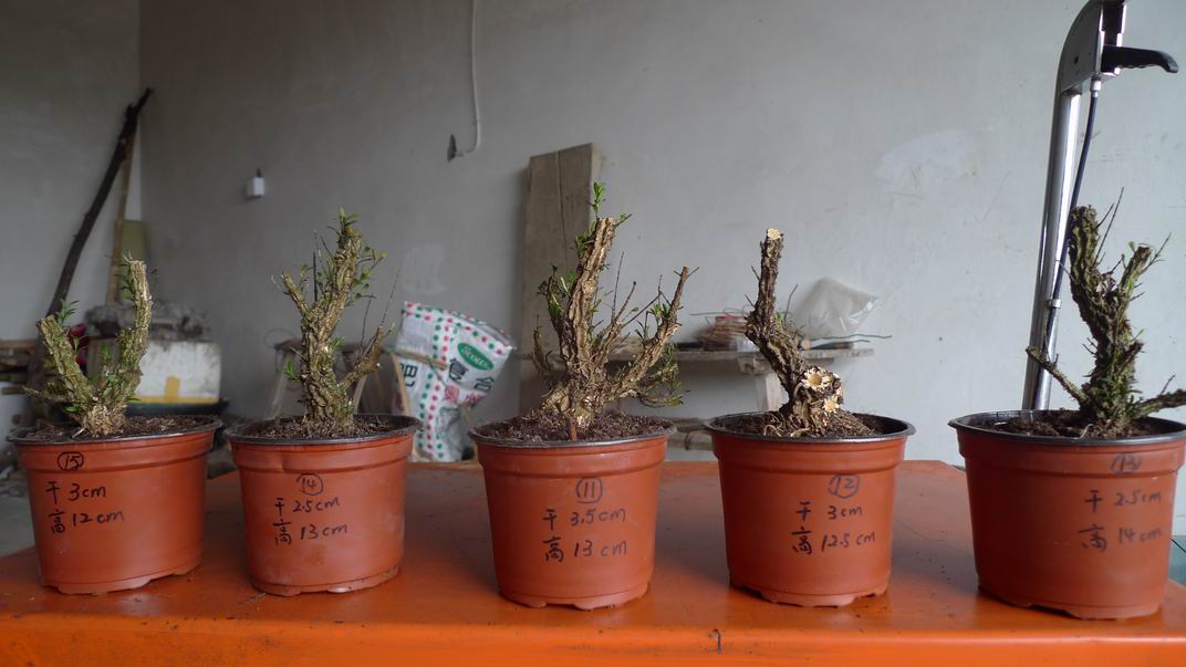P1070190.JPG