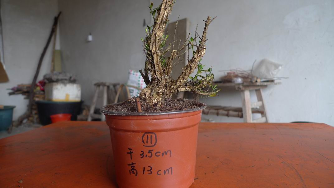 P1070191.JPG